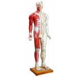 modelo-anatomico-de-acupuntura-anatomic-85cm-masculino.centermedical.com.br