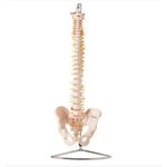 Coluna-Vertebral-Flexivel-Center-Medical