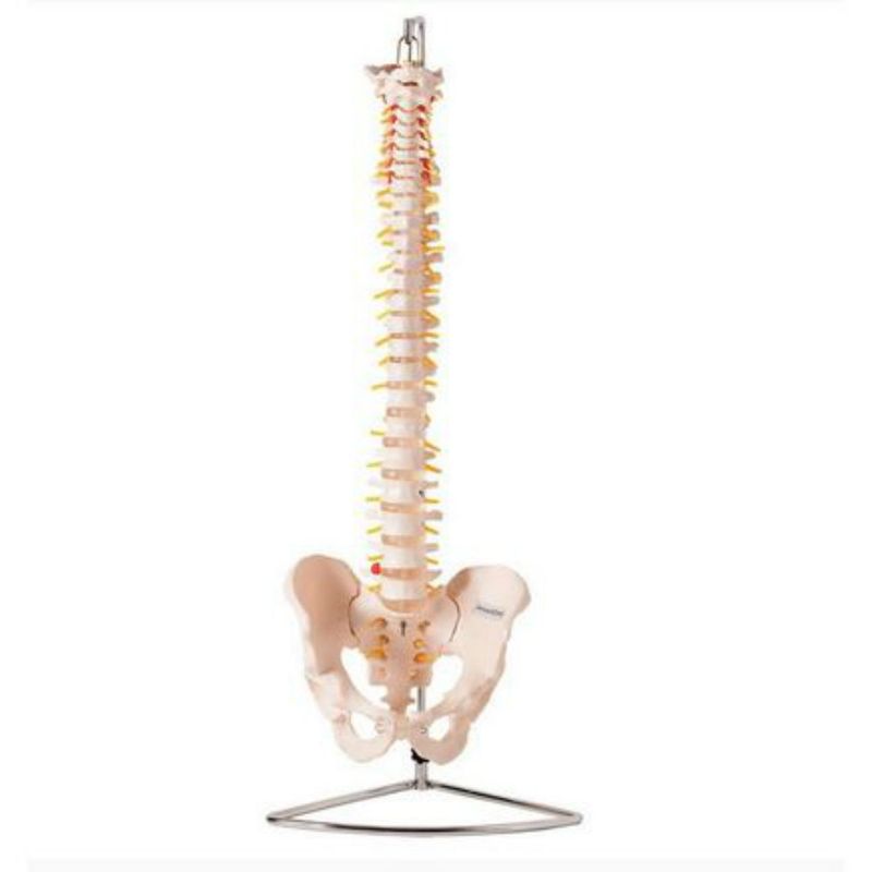 Coluna-Vertebral-Flexivel-Center-Medical