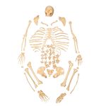 esqueleto-padrao-desarticulado-anatomic.centermedial.com.br