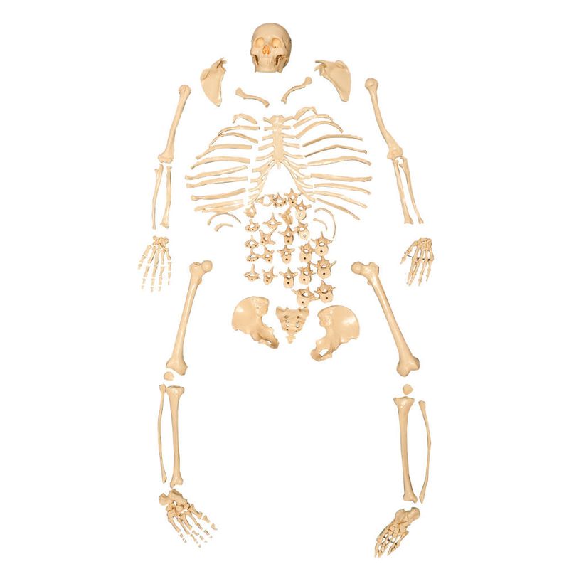 esqueleto-padrao-desarticulado-anatomic..centermedial.com.br