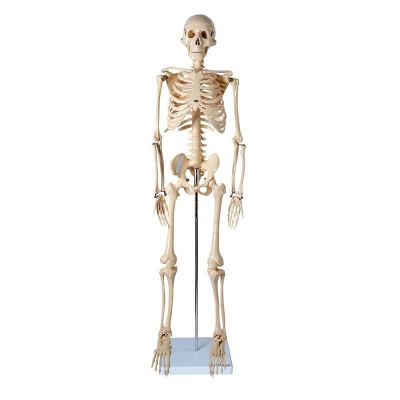 modelo-de-esqueleto-anatomic-85cm.centermedical.com.br