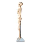 modelo-de-esqueleto-anatomic-85cm..centermedical.com.br