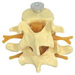 vertebras-lombares-anatomic-02-pecas..centermedical.com.br