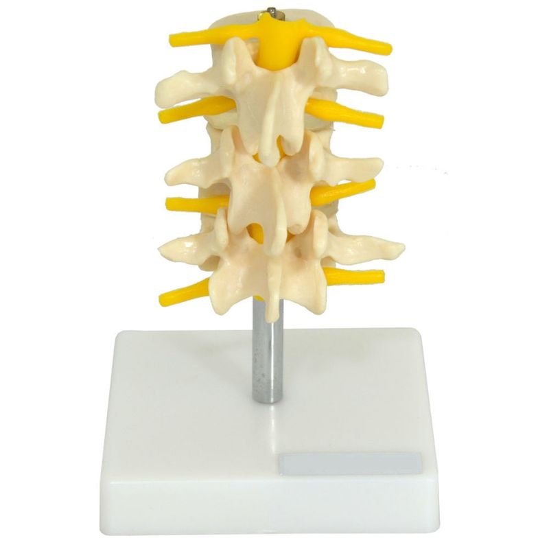 vertebras-lombares-anatomic-03-pecas..centermedical.com.br