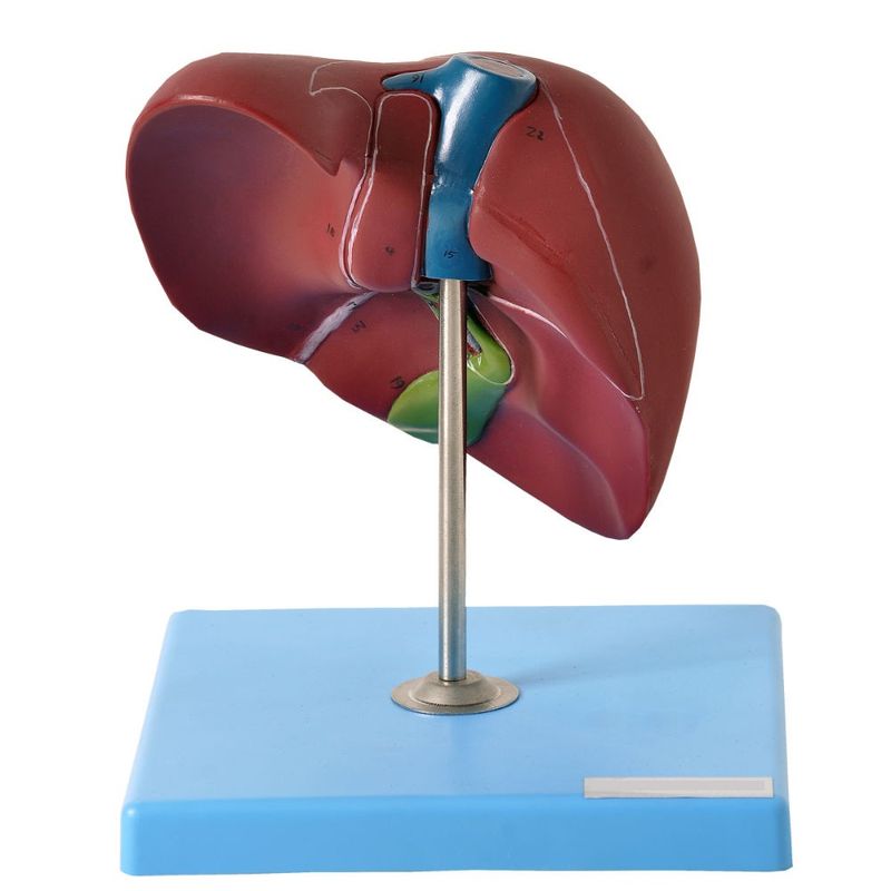 figado-basico-anatomic.centermedical.com.br