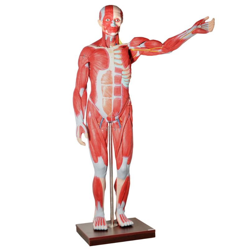 Manequim-Muscular-de-170cm-Assexuado-com-Orgaos-Internos-em-30-Partes-Center-Medical