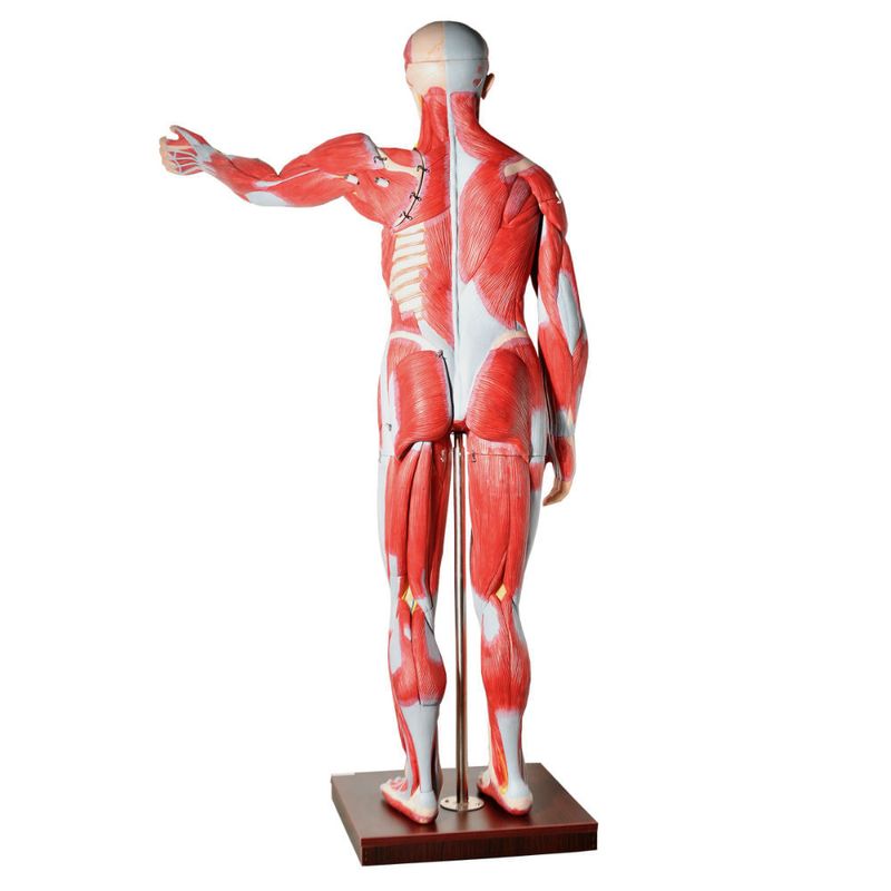 Manequim-Muscular-de-170cm-Assexuado-com-Orgaos-Internos-em-30-Partes-Center-Medical