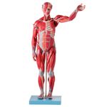 figura-muscular-assexuada-anatomic-78cm-com-orgaos-internos.centermedical.com.br