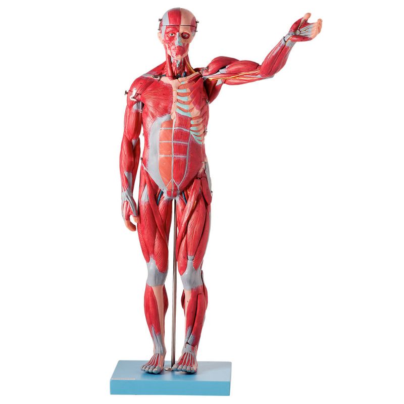 figura-muscular-assexuada-anatomic-78cm-com-orgaos-internos.centermedical.com.br