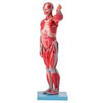 figura-muscular-assexuada-anatomic-78cm-com-orgaos-internos..centermedical.com.br