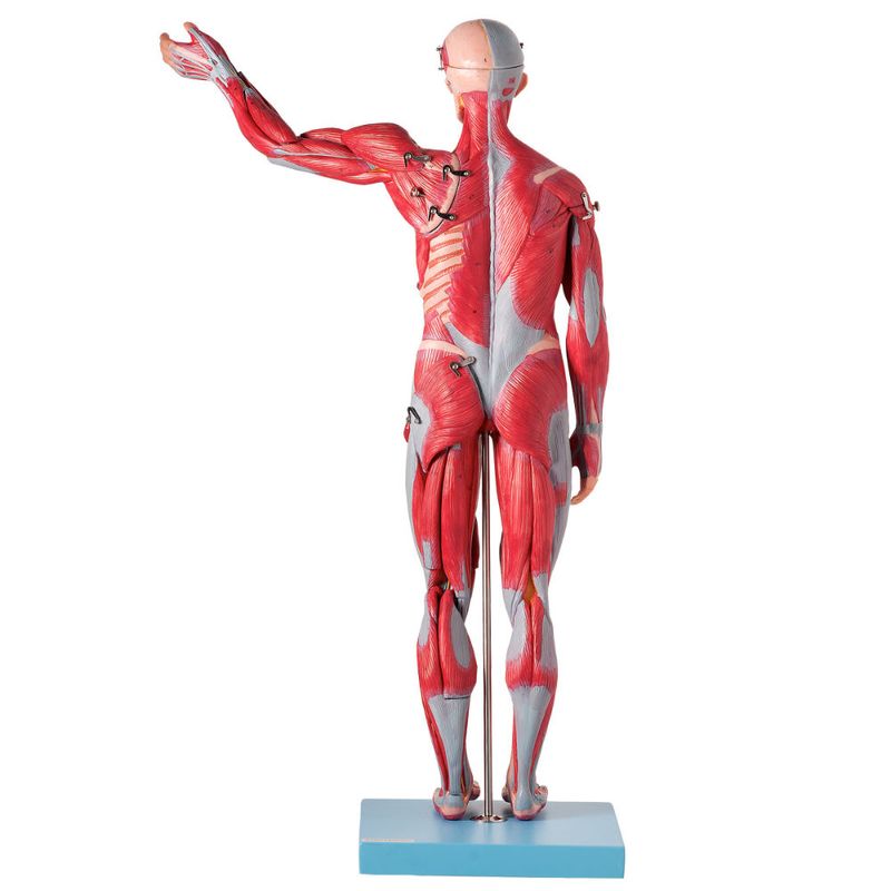 figura-muscular-assexuada-anatomic-78cm-com-orgaos-internos...centermedical.com.br