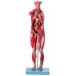 figura-muscular-assexuada-anatomic-78cm-com-orgaos-internos....centermedical.com.br