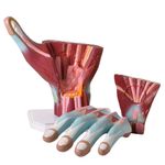 mao-muscular-ampliada-em-03-partes-anatomic...centermedical.com.br