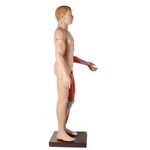 modelo-muscular-anatomic-170-cm-com-orgaos-internos..centermedical.com.br