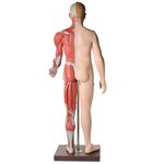 modelo-muscular-anatomic-170-cm-com-orgaos-internos...centermedical.com.br