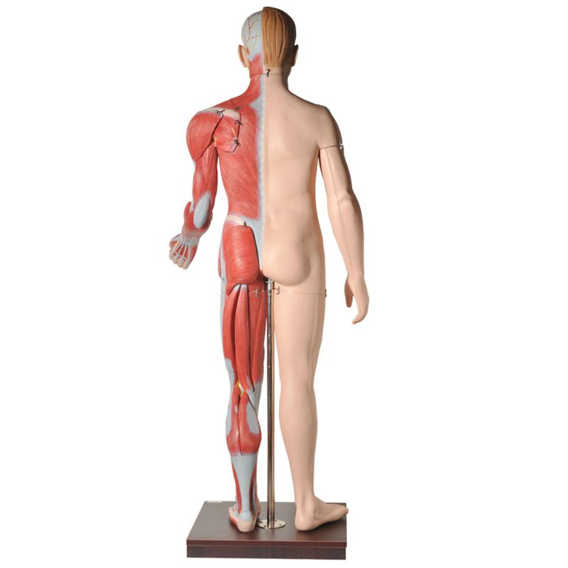 modelo-muscular-anatomic-170-cm-com-orgaos-internos...centermedical.com.br