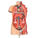 modelo-muscular-anatomic-170-cm-com-orgaos-internos.....centermedical.com.br