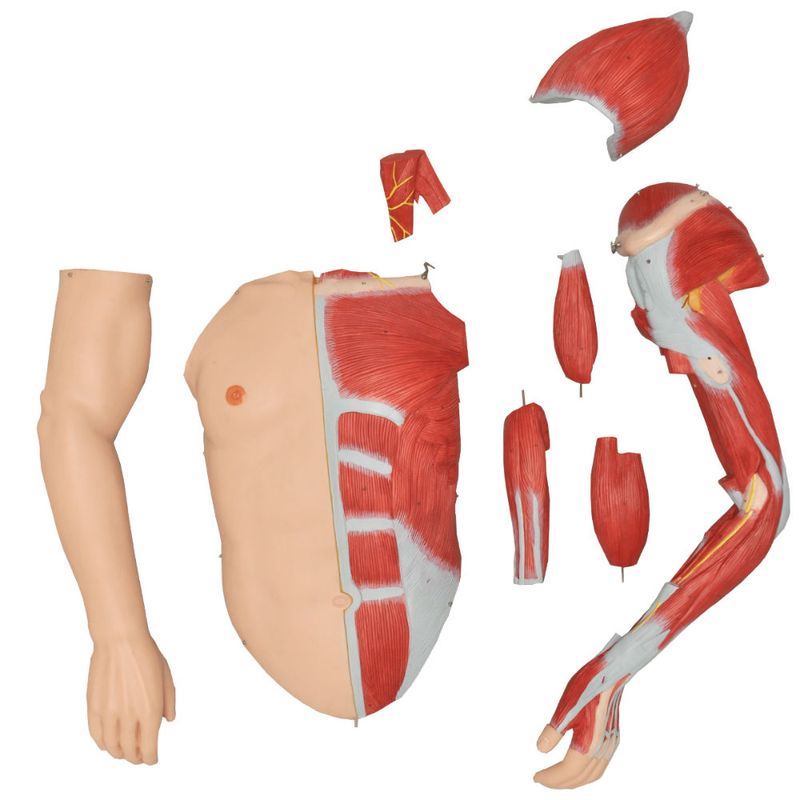 modelo-muscular-anatomic-170-cm-com-orgaos-internos......centermedical.com.br