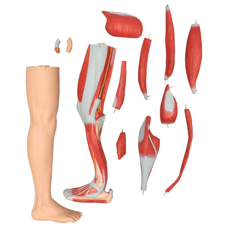 modelo-muscular-anatomic-170-cm-com-orgaos-internos.......centermedical.com.br