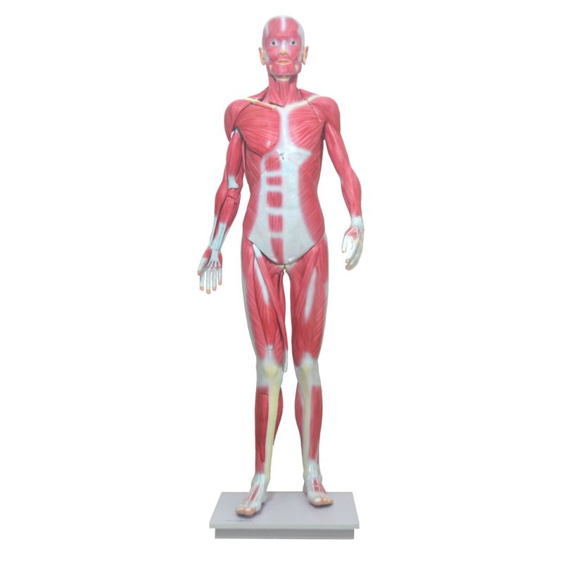 modelo-muscular-assexuado-anatomic-170cm-com-34-partes.centermedical.com.br