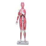 modelo-muscular-assexuado-anatomic-170cm-com-34-partes..centermedical.com.br