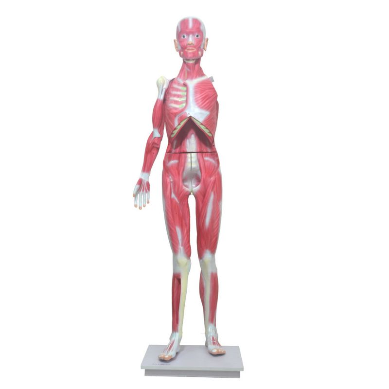 modelo-muscular-assexuado-anatomic-170cm-com-34-partes..centermedical.com.br