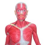 modelo-muscular-assexuado-anatomic-170cm-com-34-partes...centermedical.com.br