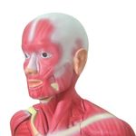 modelo-muscular-assexuado-anatomic-170cm-com-34-partes....centermedical.com.br