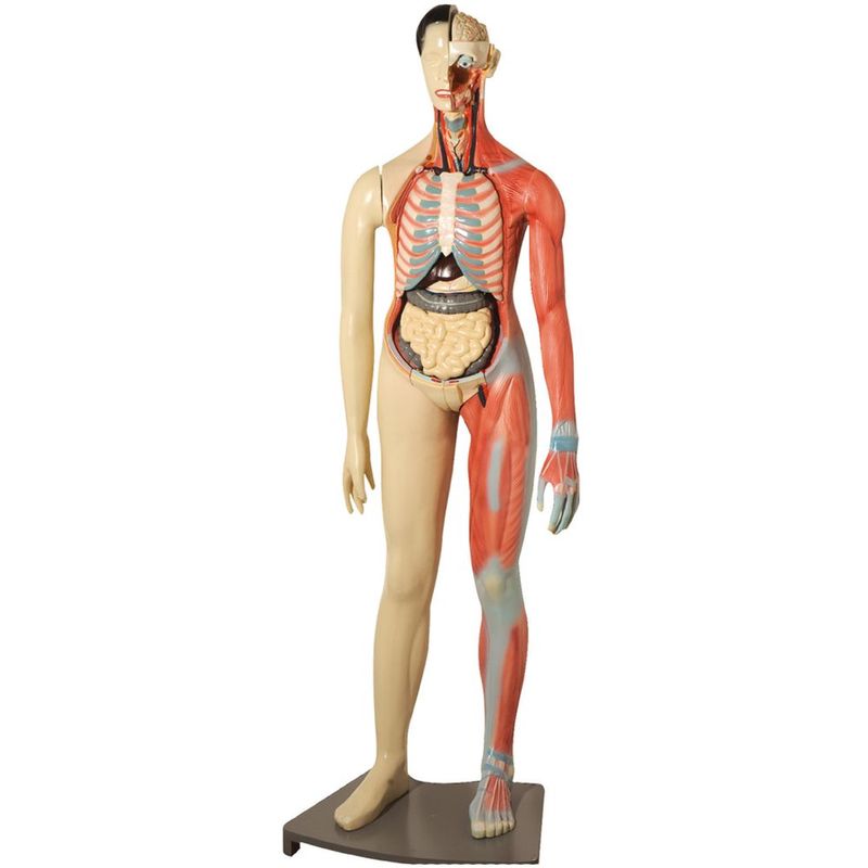 modelo-muscular-bissexual-anatomic-160cm-com-orgaos-internos.centermedical.com.br
