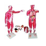 modelo-muscular-masculino-anatomic-170cm-com-orgaos-internos-em-30-partes.centermedical.com.br