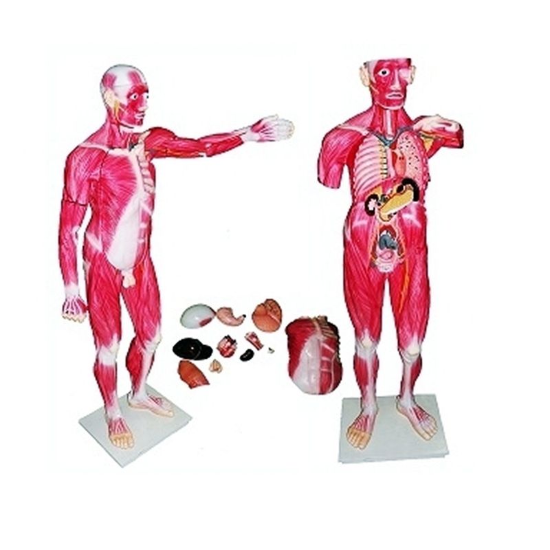 modelo-muscular-masculino-anatomic-170cm-com-orgaos-internos-em-30-partes.centermedical.com.br
