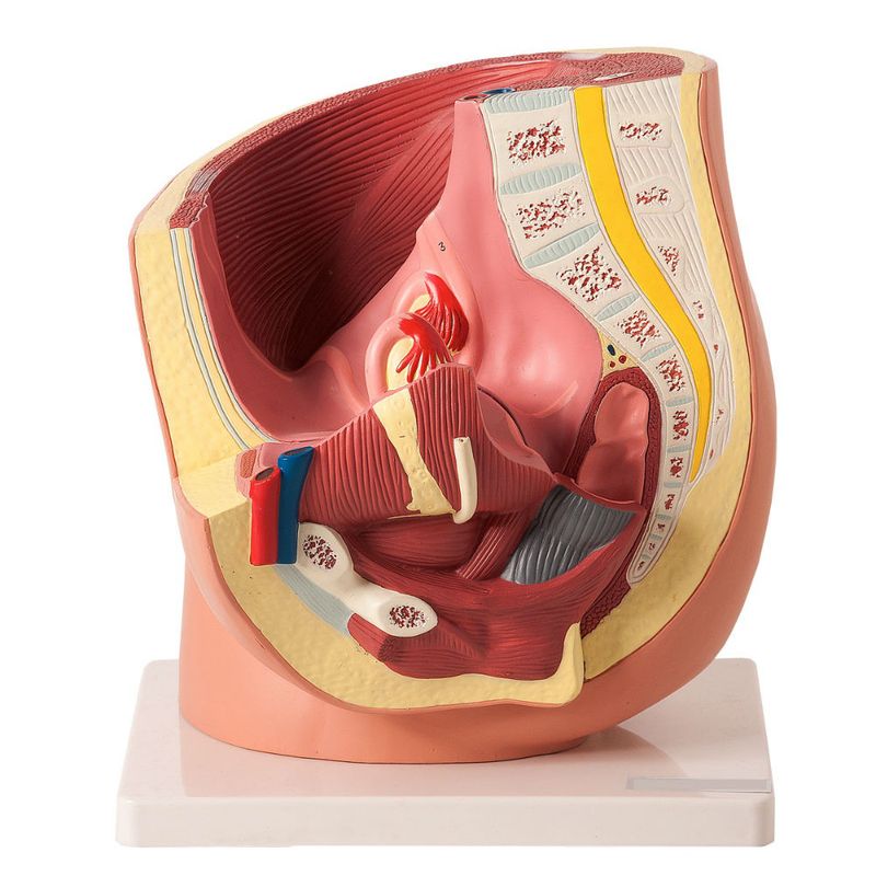 pelvis-feminina-com-02-partes-anatomic.centermedical.com.br