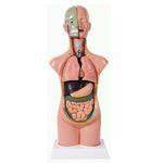 torso-assexuado-anatomic-50cm-com-11-partes.centermedical.com.br