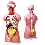 torso-assexuado-anatomic-85cm-com-17-partes-e-coluna-exposta.centermedical.com.br