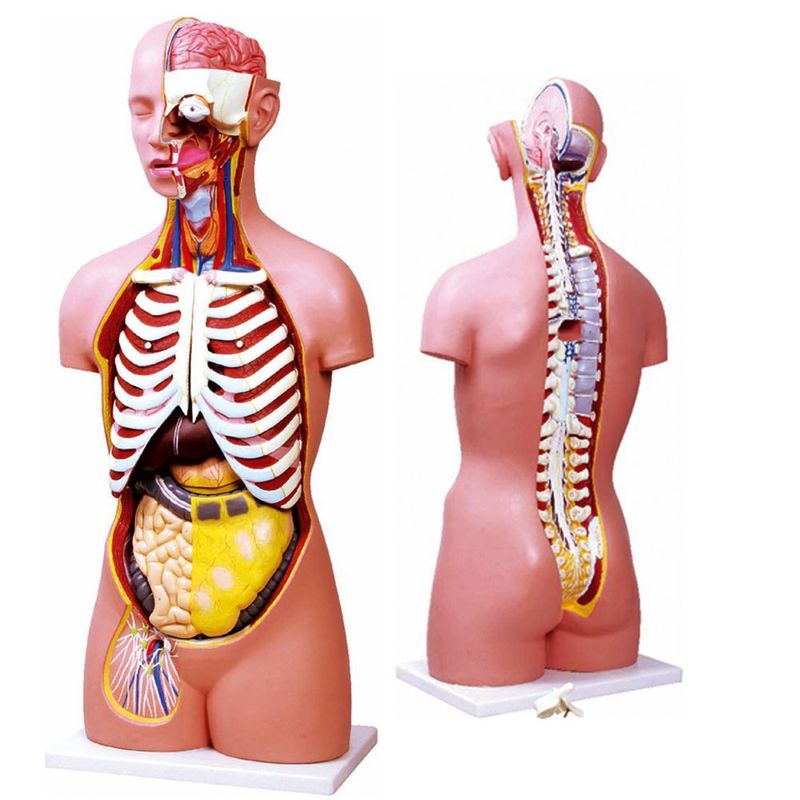 torso-assexuado-anatomic-85cm-com-17-partes-e-coluna-exposta.centermedical.com.br