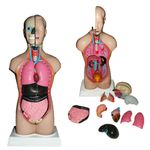 torso-bissexual-anatomic-42cm-com-14-partes.centermedical.com.br