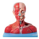 Cabeca-e-Pescoco-Muscular-c--Vasos-Nervos-e-Cerebro-19-Partes-Center-Medical