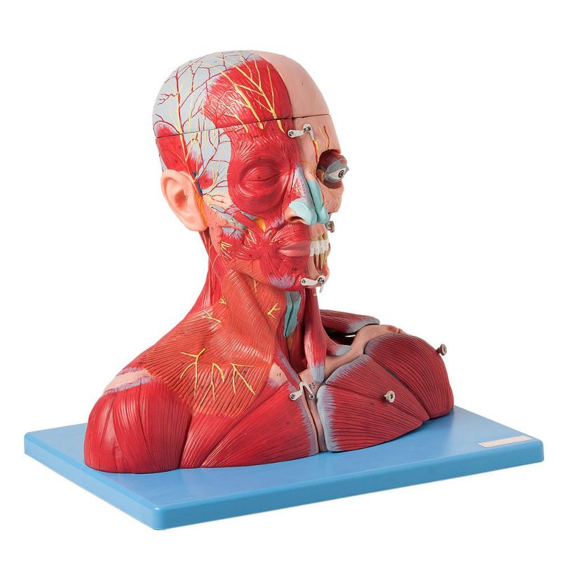 Cabeca-e-Pescoco-Muscular-c--Vasos-Nervos-e-Cerebro-19-Partes-Center-Medical