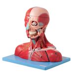Cabeca-e-Pescoco-Muscular-c--Vasos-Nervos-e-Cerebro-19-Partes-Center-Medical