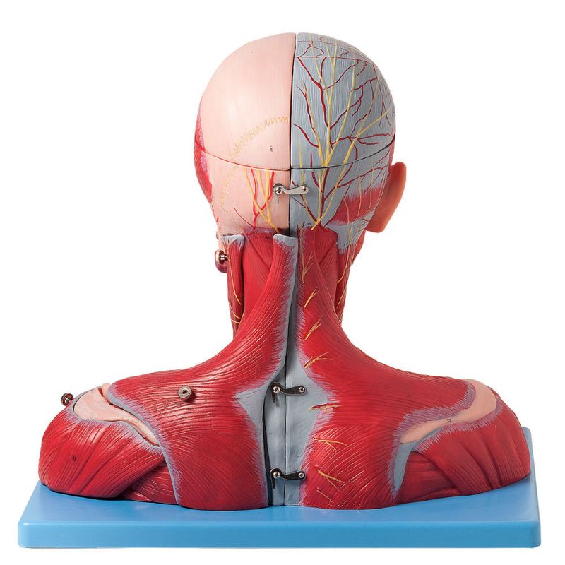 Cabeca-e-Pescoco-Muscular-c--Vasos-Nervos-e-Cerebro-19-Partes-Center-Medical