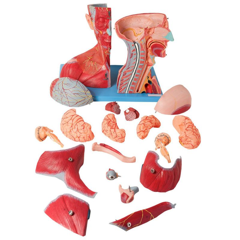 Cabeca-e-Pescoco-Muscular-c--Vasos-Nervos-e-Cerebro-19-Partes-Center-Medical