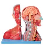 Cabeca-e-Pescoco-Muscular-c--Vasos-Nervos-e-Cerebro-19-Partes-Center-Medical