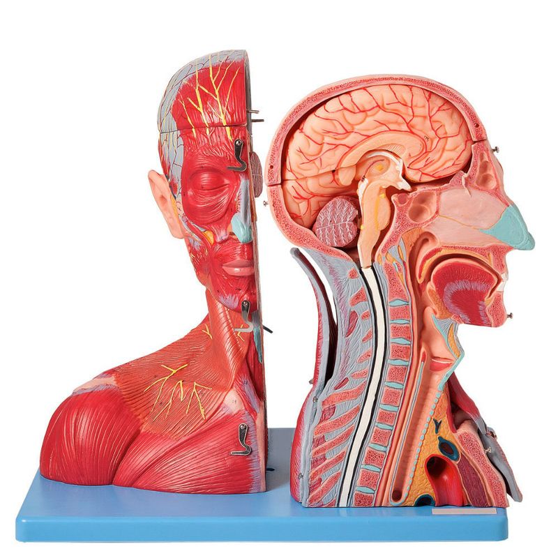 Cabeca-e-Pescoco-Muscular-c--Vasos-Nervos-e-Cerebro-19-Partes-Center-Medical