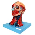 Cabeca-Muscular-c--Cerebro-10-Partes-Center-Medical
