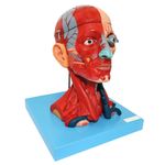 Cabeca-Muscular-c--Cerebro-10-Partes-Center-Medical