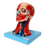 Cabeca-Muscular-c--Cerebro-10-Partes-Center-Medical