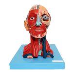 Cabeca-Muscular-c--Cerebro-10-Partes-Center-Medical