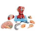 Cabeca-Muscular-c--Cerebro-10-Partes-Center-Medical