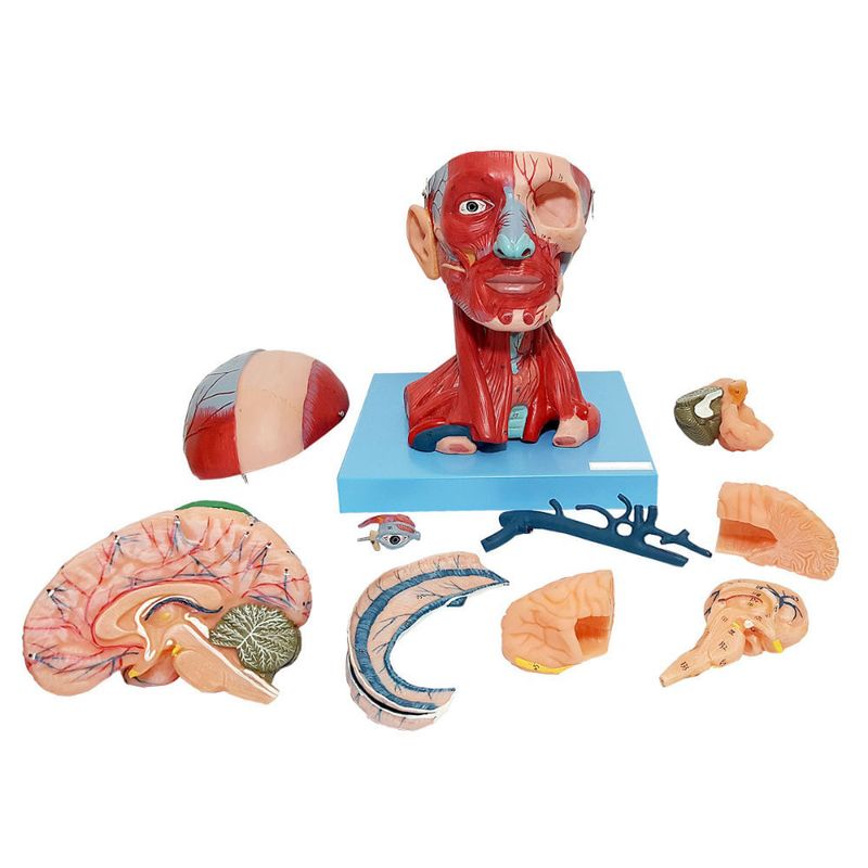 Cabeca-Muscular-c--Cerebro-10-Partes-Center-Medical